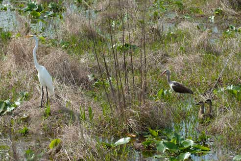 wildlife at Lakeland Highlands Scrub