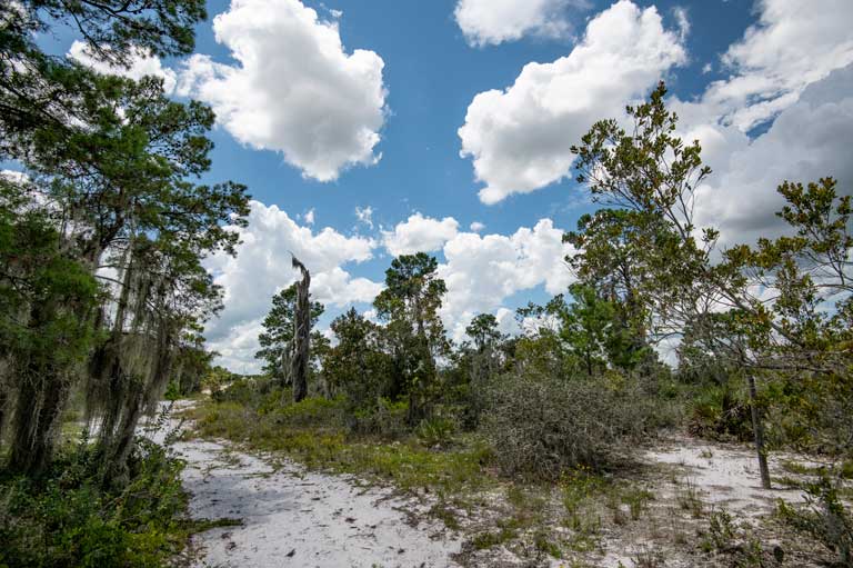 Chemen pousyè ak syèl klè nan Hickory Lake Scrub