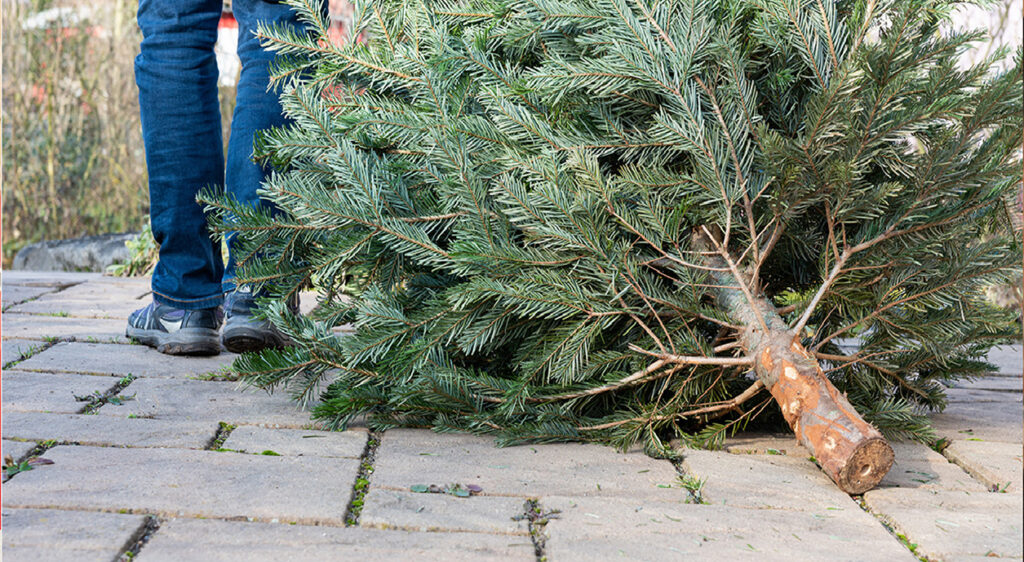 cutdown Christmas tree