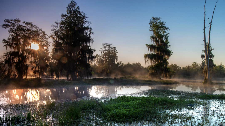 freshwater wetlands at Circle B Bar Reserve in Polk County Florida